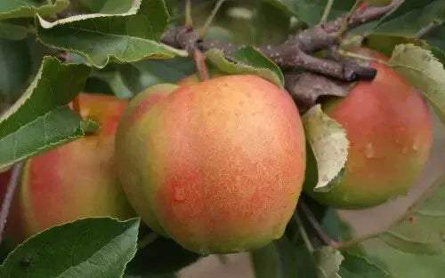 Shizuka Apple Seeds - 25+ Count for Garden Planting - Malus domestica - USA