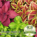 Coleus Flower Plant Seeds Rainbow Mix | Non-GMO Annual Perennial | Colorful Foliage Garden Seeds