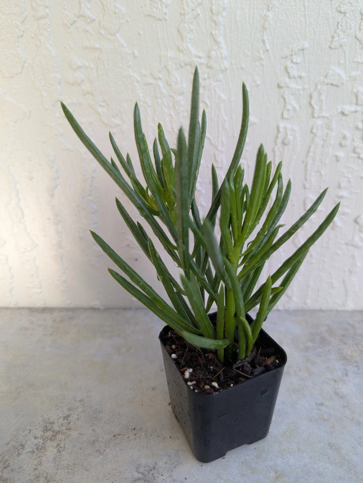 Green Bean Pincushion Peperomia Plant 2" Rooted Pot - Peperomia ferreyrae
