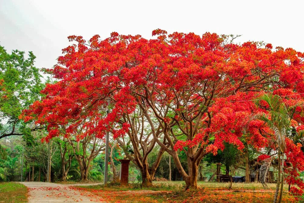 20 Seeds Delonix regia - Royal Poinciana Flamboyant Flame Tree - Tropical Ornamental Plant Seeds