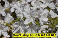 Gerbing Azalea Shrub 1 Gal Pot Pink Flowering Outdoor Garden Plant Rhododendron obtusum