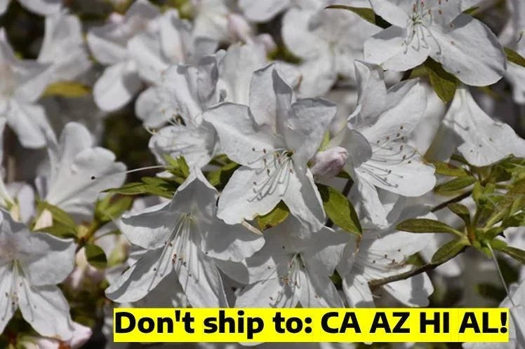 Gerbing Azalea Shrub 1 Gal Pot Pink Flowering Outdoor Garden Plant Rhododendron obtusum