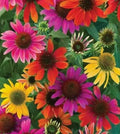 Mixed Coneflower Seeds - Echinacea Variety - Easy to Grow Flowers - Ideal for Gardens and Pollinators