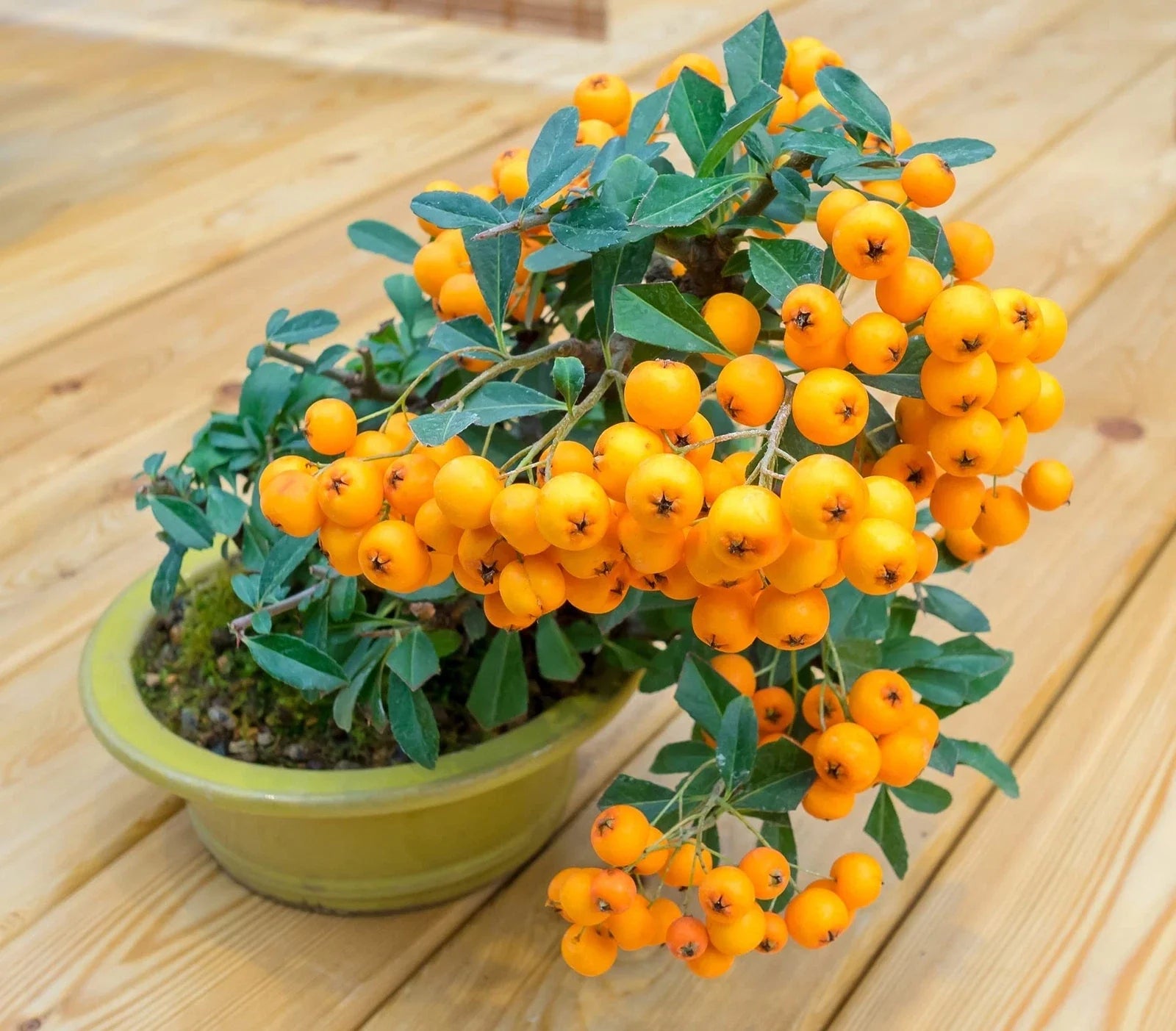 Orange Firethorn Bonsai Tree Seeds - 30 Seeds - Pyracantha Orange Variegated