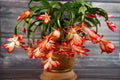 Schlumbergera truncata Plant - Christmas Cactus - Colorful Blooming Succulent - Indoor Houseplant