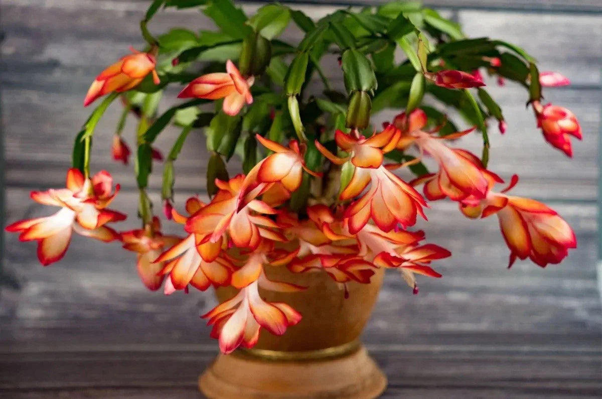Schlumbergera truncata Plant - Christmas Cactus - Colorful Blooming Succulent - Indoor Houseplant