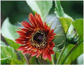 Sunflower Seeds - Velvet Queen Red - 30 Seeds - Helianthus annuus - Vibrant Blooms - Made in USA