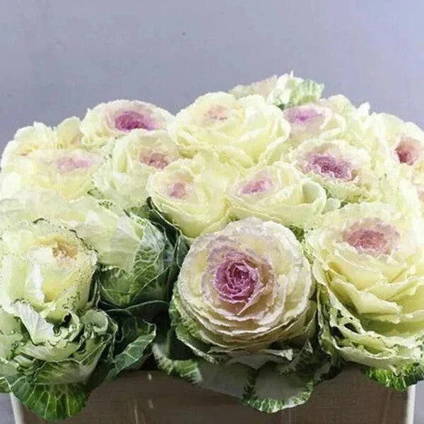 Condor White Ornamental Kale Seeds - Organic, 10 Pack - Brassica oleracea - USA Grown, Free Shipping
