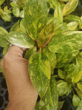 Philodendron Green Congo Variegated Plant Plug - Well Rooted - Philodendron 'Green Congo'