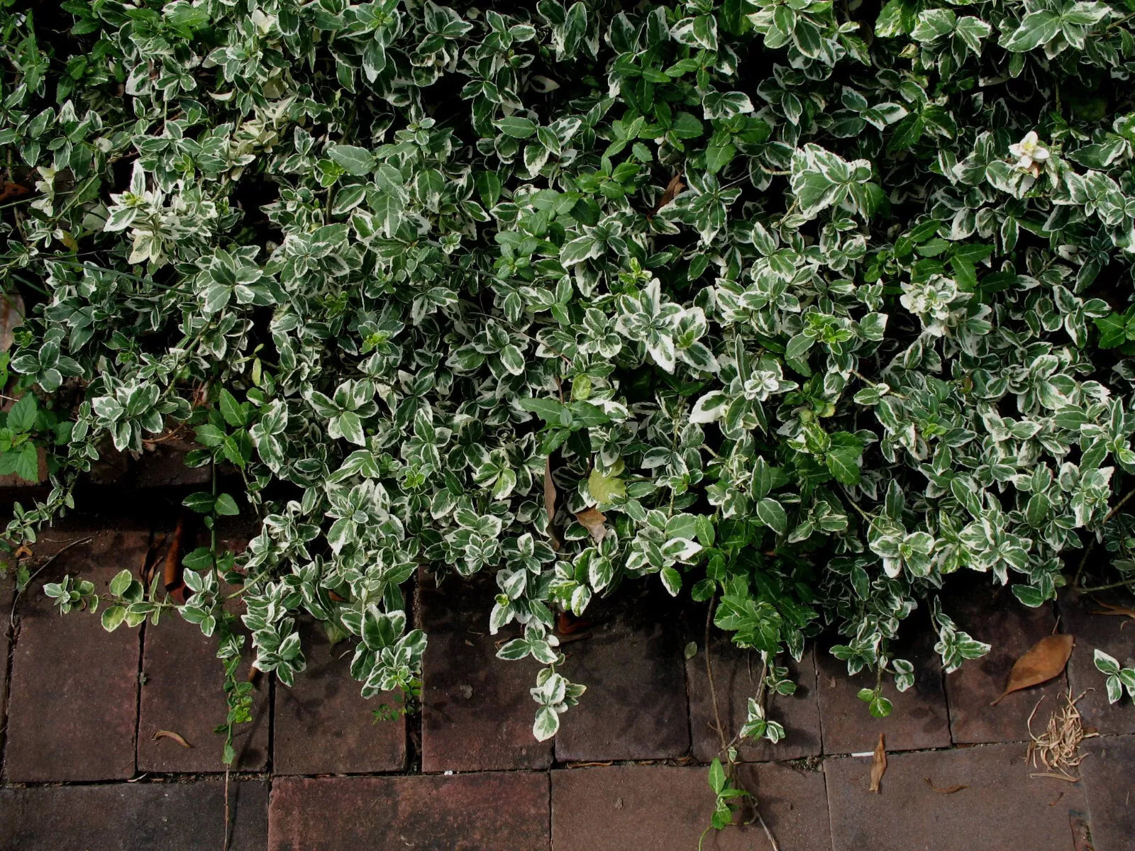 Variegated Wintercreeper Starter Plants Set of 6, Perennial Evergreen Ground Cover, Euonymus fortunei 'Variegatus'