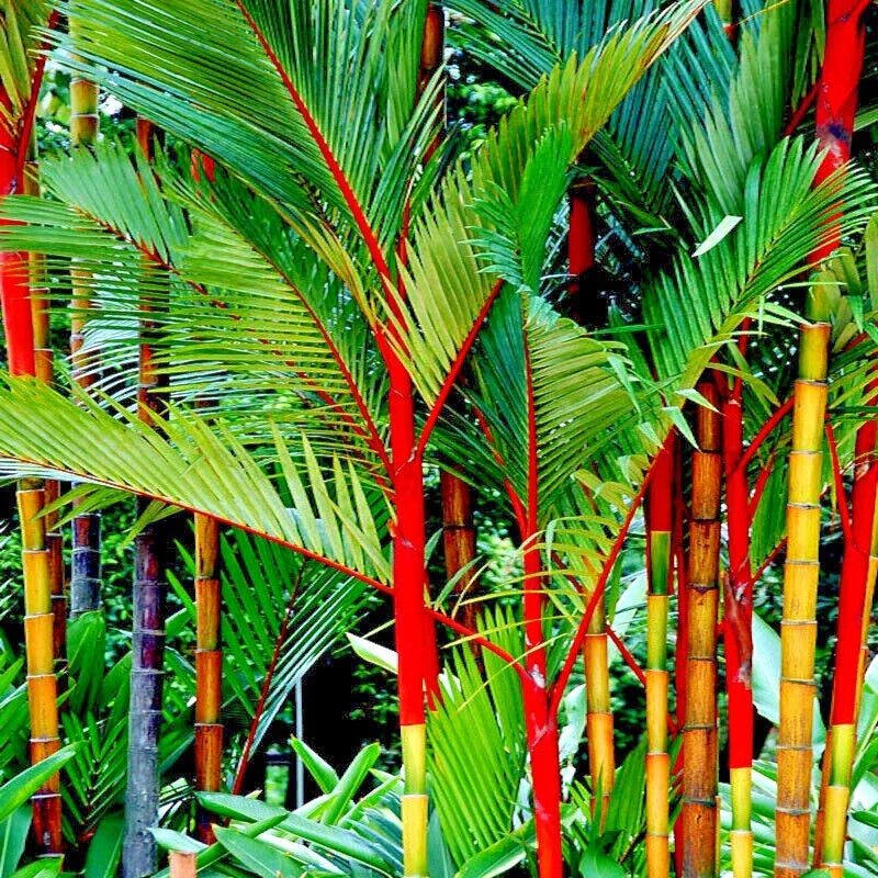 10 Red Sealing Wax Palm Tree Seeds - Cyrtostachys renda - Indoor House Plant Seeds for Tropical Gardens