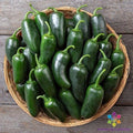 Black Jalapeno Hot Pepper Seeds - 25+ Count - Capsicum annuum - USA Grown, Ideal for Garden Planting
