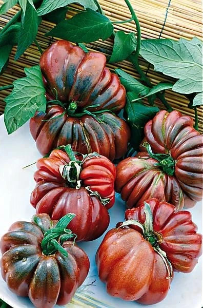 30+ Black From Tula Tomato Seeds - Heirloom Organic NON-GMO - Rare Variety - Solanum lycopersicum