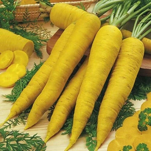 Solar Yellow Carrot Seeds - Heirloom Variety - Colorful & Rare - 100, 300, 1000, 2000 Seeds