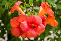Orange Trumpet Vine Cuttings 6-10" Set of 12 Campsis Radicans Hummingbird Vine