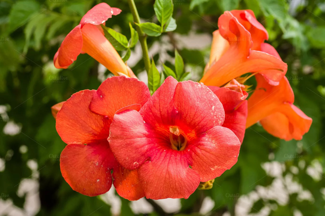 Orange Trumpet Vine Cuttings 6-10" Set of 12 Campsis Radicans Hummingbird Vine