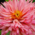 Giant Cactus Zinnia Seeds - 100+ Seeds - Colorful Flower Variety - Zinnia elegans