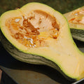 Cushew Crooked Neck Squash Seeds - 30+ Seeds - Cucurbita argyrosperma - Heirloom Vegetable Gardening
