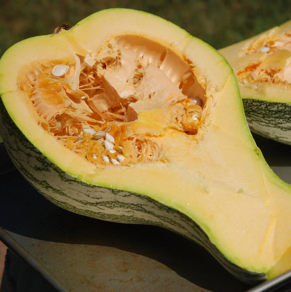 Cushew Crooked Neck Squash Seeds - 30+ Seeds - Cucurbita argyrosperma - Heirloom Vegetable Gardening