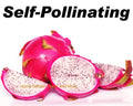 Rooted Plants - 5 Vietnamese Dragon Fruit White Flesh Pitaya - Self Pollinating - Hylocereus undatus