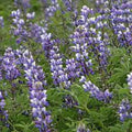 Arroyo Lupine Seeds - 500 Count - Beautiful Purple Flowers - Lupinus Succulentus
