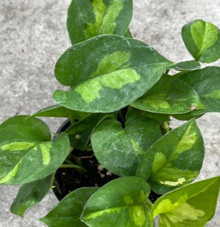 Global Green Pothos Cuttings - 2 Fresh Cuttings - Epipremnum aureum - No Roots