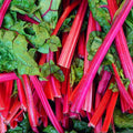 Rhubarb Red Swiss Chard Seeds 50 Ct - Heirloom NON-GMO Vegetable Garden Seeds (Beta vulgaris)