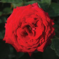 Kashmir Rose Cuttings - 4 Live Everbloom Shrub Bush - Gorgeous Velvety Plant (Rosa spp.)