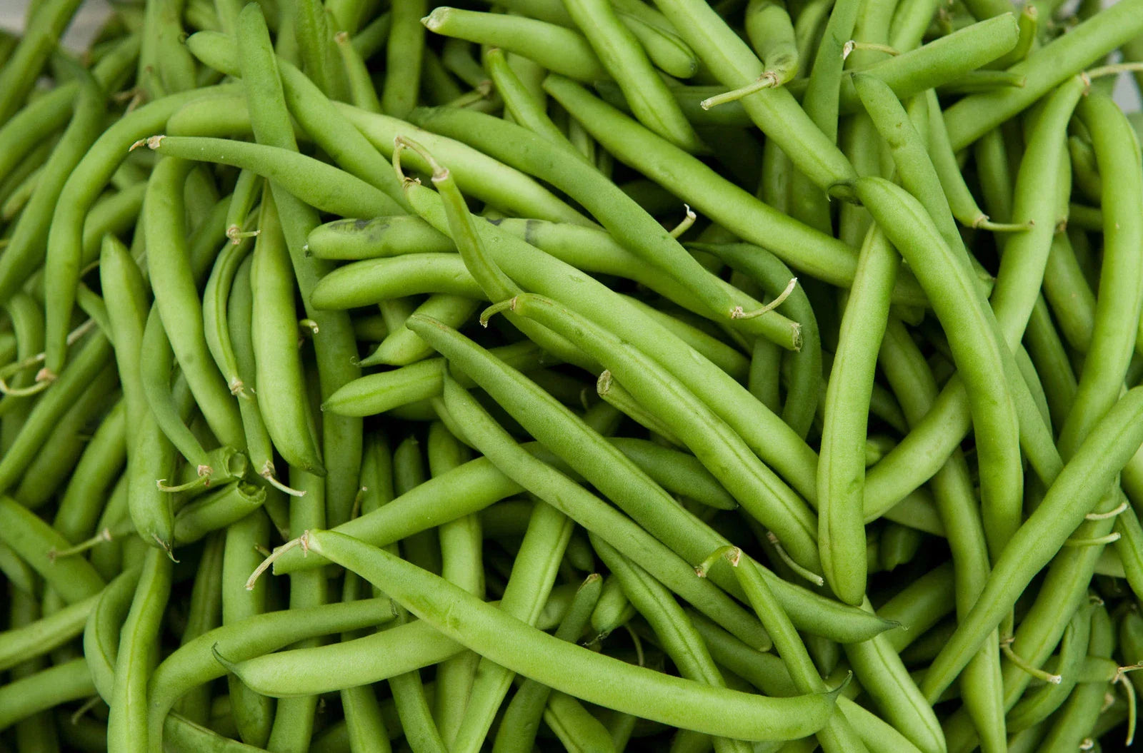 Green Bean Seeds - Tenderette Green Beans - Fresh Seeds - Phaseolus vulgaris - Free Shipping