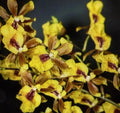 Orchid Plant 2in Pot Oncidesa Hwuluduen Chameleon - Unique Colorful Hybrid Orchid