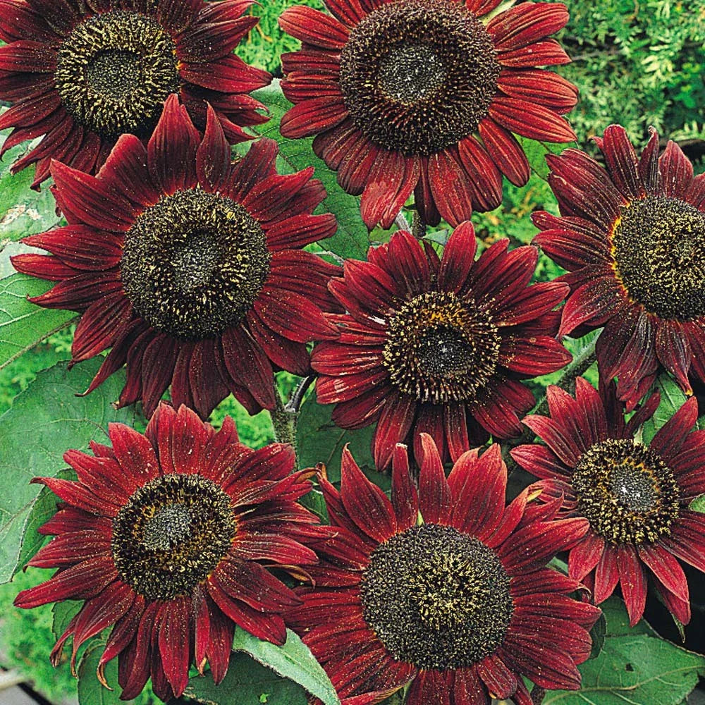 Sunflower Seeds - Velvet Queen Variety - 50+ Fresh Seeds - Helianthus annuus