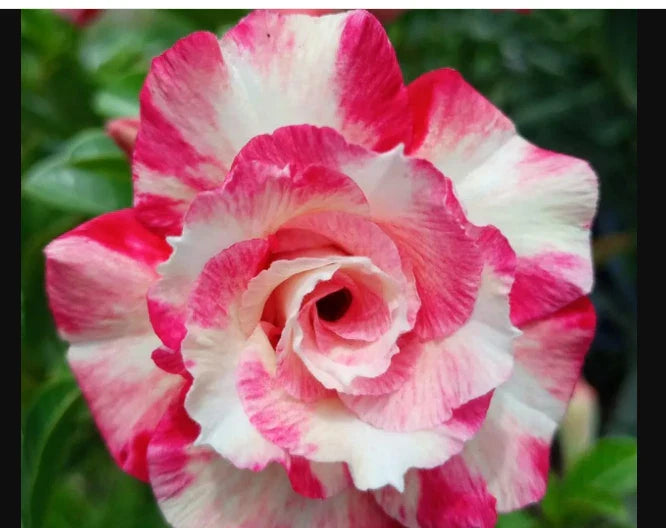 Desert Rose Plant - Small Pink Rose Adenium Obesum Rooted Seedling - 4-6 Inches