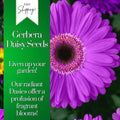 Gerbera Daisy Seeds - 50+ Seeds, Colorful Annual Flower Seeds for Flower Beds, Gerbera jamesonii