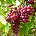 Live Large Red Crimson Seedless Grape Plant - Well Rooted Non-GMO - Perfect for Planting