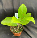 Rare Hoya pottsii IML 352 X IML 22 Rooted Plant 2.5" Pot