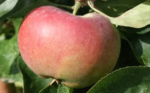 Ontario Apple Seeds - 25+ Seeds for Garden Planting - Malus domestica - Heirloom Variety - USA
