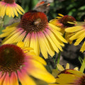 Echinacea Butterfly™ Yellow Rainbow Marcella - Live Starter Coneflower Plant - Vibrant Yellow Blooms, Easy Care