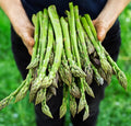 Asparagus Seeds - 100+ Non-GMO Heirloom Organic - Mary Washington (Asparagus officinalis)