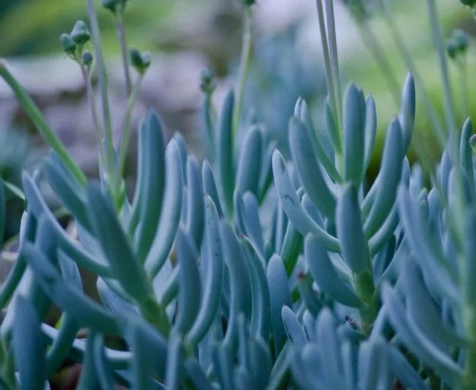 Rare Blue Chalk Sticks Succulent Cutting - Unrooted Live Plant - Senecio serpens - Indoor Outdoor Decor
