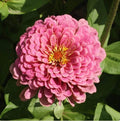 Zinnia Seeds - 25 Non-GMO Luminosa Pink Huge Blooms for Butterflies & Hummingbirds - Zinnia elegans