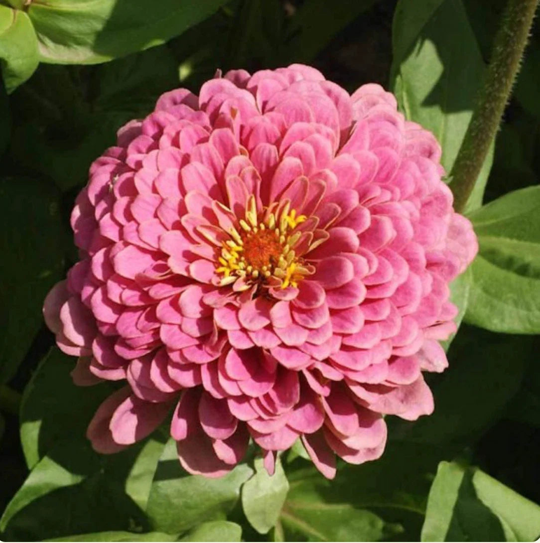 Zinnia Seeds - 25 Non-GMO Luminosa Pink Huge Blooms for Butterflies & Hummingbirds - Zinnia elegans