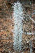 Octopus Tree Seeds - 5 Rare Seeds for Planting - Didierea madagascariensis - Unique Succulent Plant