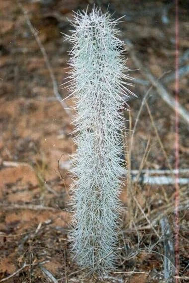 Octopus Tree Seeds - 5 Rare Seeds for Planting - Didierea madagascariensis - Unique Succulent Plant