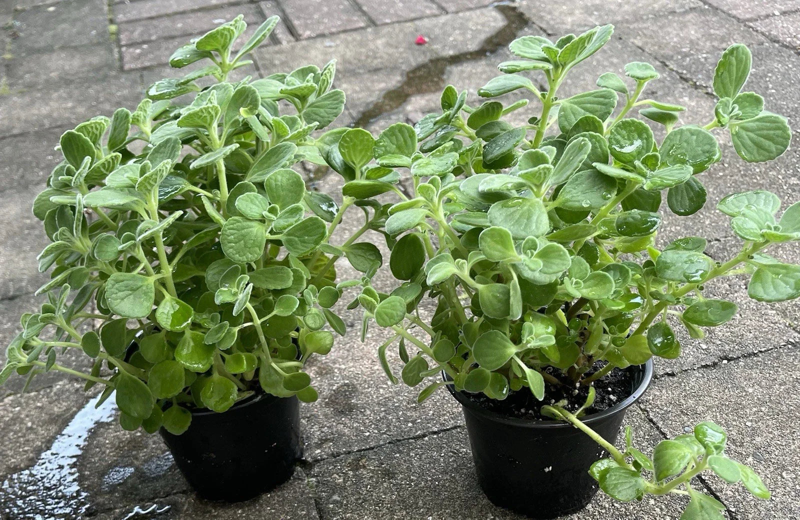 Vicks Plant Starter in 4” Pot, Plectranthus Tomentosa, Fully Rooted Aromatic Herb for Home or Garden