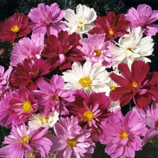 Cosmos Seeds 200 Count PSYCHE Mix Beautiful Frilly Double Petals Non-GMO (Cosmos bipinnatus)