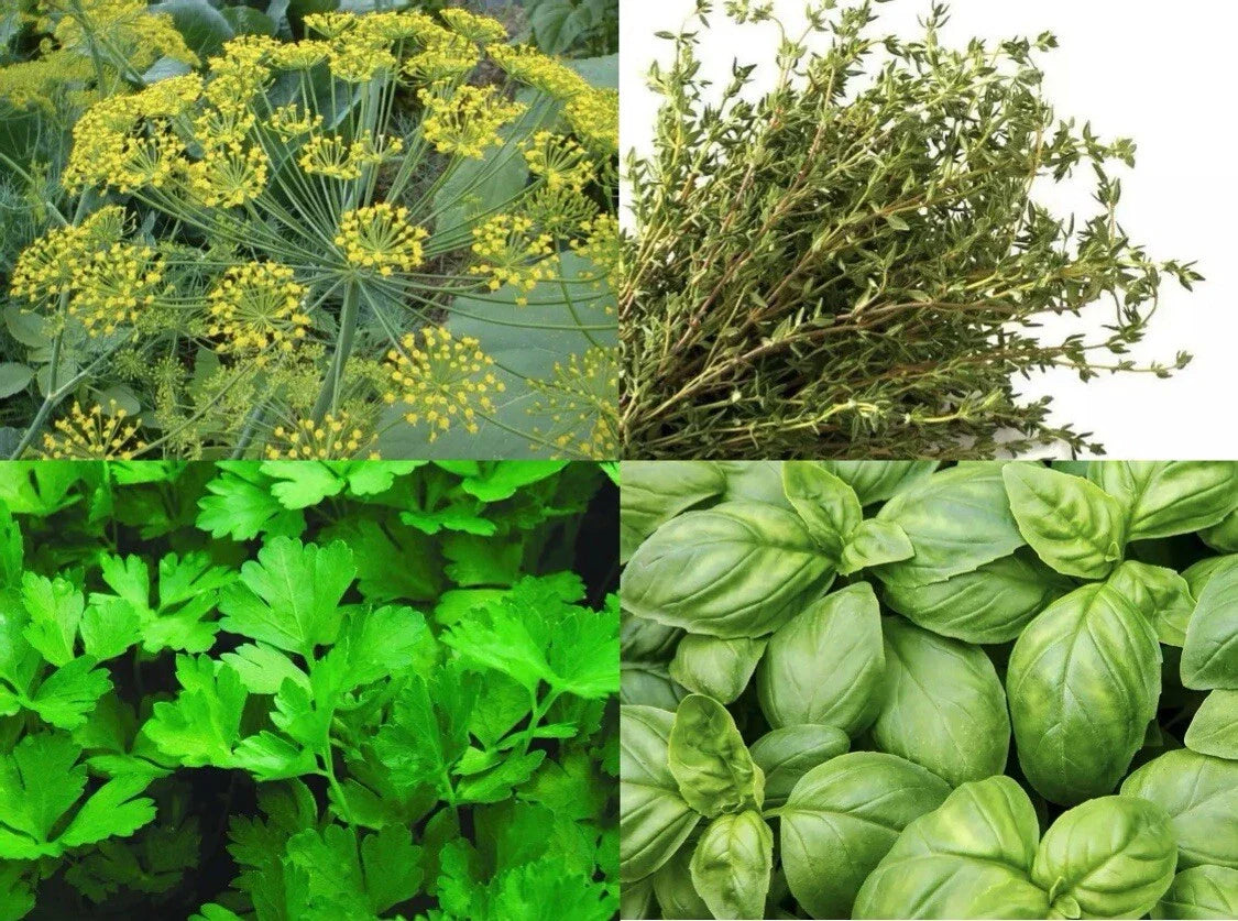 Culinary Herbs Variety Pack Seeds - Basil, Thyme, Dill, Parsley - Garden Grow Seed Collection