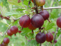 Pixwell Gooseberry Starter Plant - Live Rooted Edible Shrub for Zones 3-8 - Ribes uva-crispa