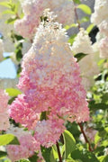 Strawberry Hydrangea Seeds - 5 Pack Perennial Flower Seeds - Hydrangea macrophylla - US Seller