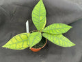 Hoya Callistophylla 'Kalimantan' Rooted Plant 3" Pot