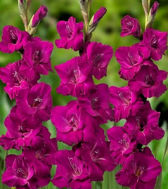 Gladiolus Bulbs 5-Pack Tall Magenta Pink 'Plum Tart' Sword Lily Gladiolus for Hummingbirds Deer Resistant
